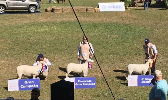 Genética uruguaya sigue cosechando triunfos en la Expo Paraguay