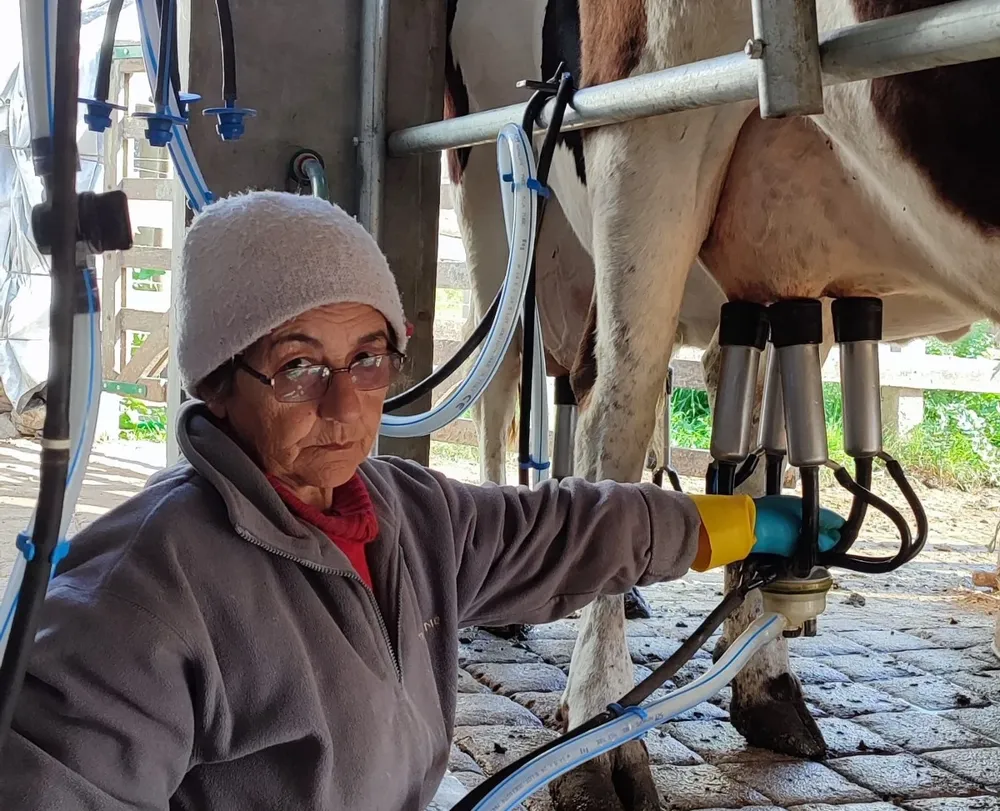El tambo permite ordeñar tres vacas en forma simultánea.