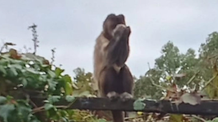 La Policía busca a un mono que apareció en el fondo de una casa de Canelones: estaba comiendo huevos y frutas