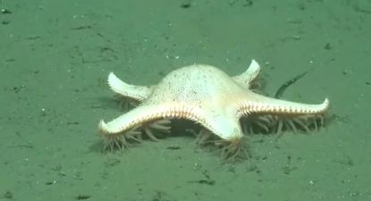 El Observador | estrella de mar