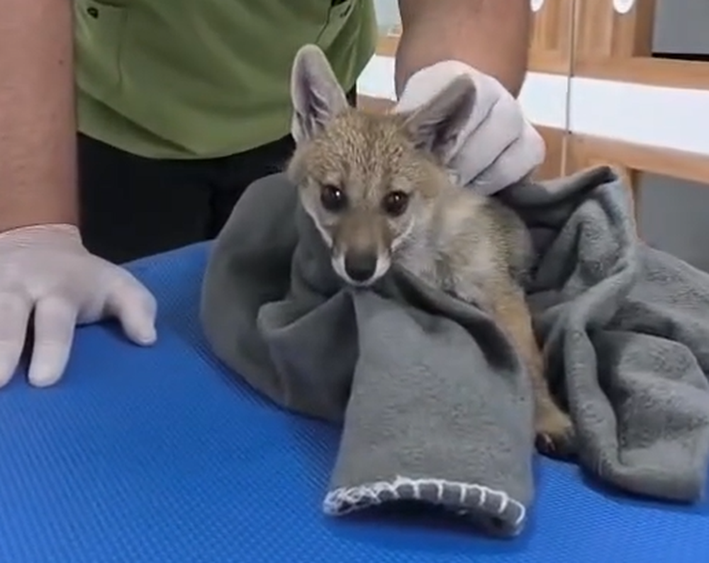 Alternatus Uruguay rescató a una zorrita