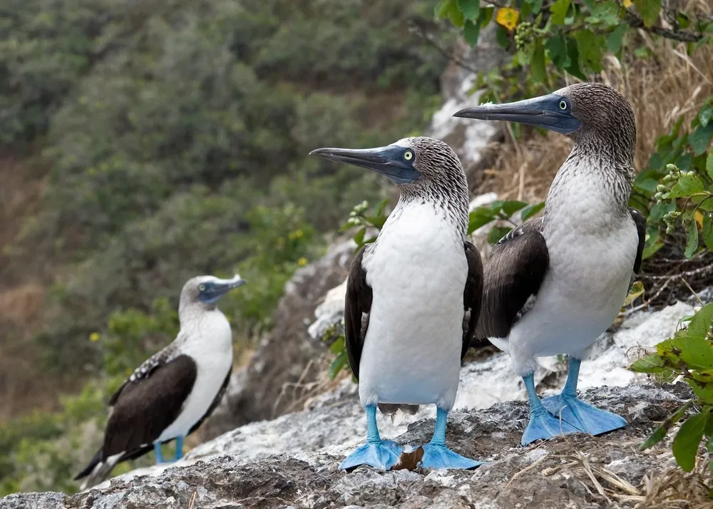 Las aves más jóvenes tienen las patas de un azul más intenso y viceversa.