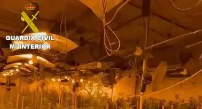 Imagen de uno de los cultivos de marihuana hallado por la Guardia Civil en la provincia de Castellón