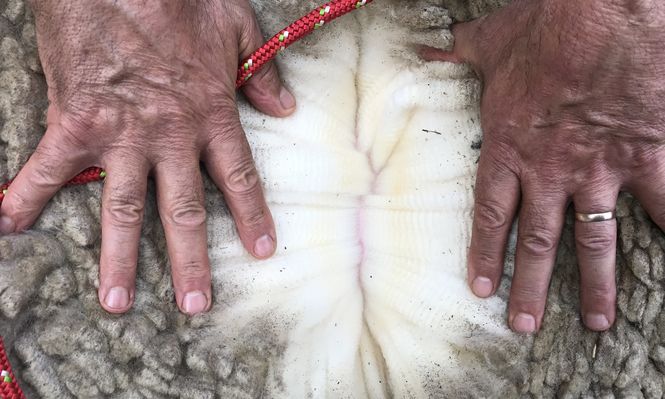 Exportaciones del rubro ovino: flecha hacia arriba en lanas y hacia abajo en carnes.