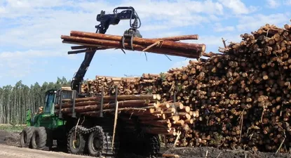 El Observador | Forestación