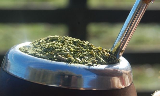 Yerba mate