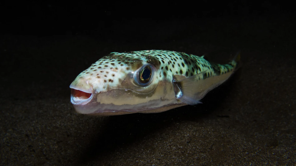 Detectan al pez venenoso capaz de arrancar dedos, zonas a evitar en zonas del Mar Mediterráneo.&nbsp;