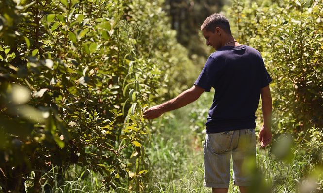 Paraguay: un agricultor revisa una plantación de yerba mate en Paso Yobai, departamento de Guaira.