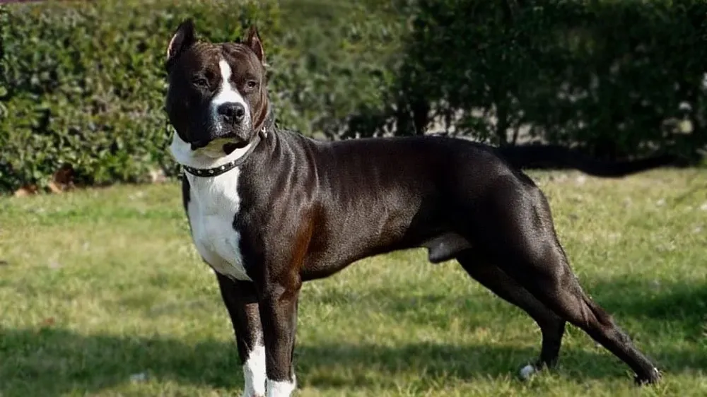 American Staffordshire Terrier