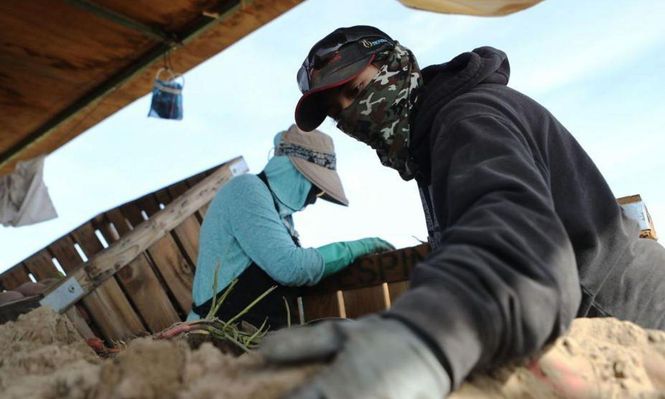 Muchos trabajadores agrícolas en EE.UU. son migrantes.