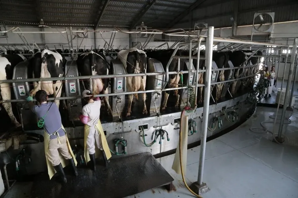 Los envíos de leche a Conaprole se ubican entre 3,2 y 233 millones de litros por día