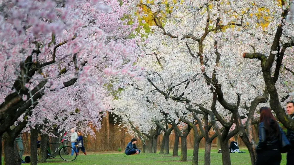 Almendros florecidos en Madrid