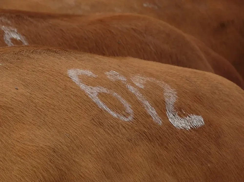 Comercialización de Juan Carlos Martínez logró precios mejores a los antecedentes recientes.