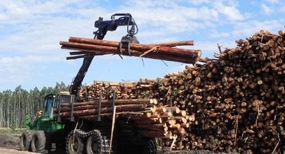 Hay algunas buenas señales en los mercados de la madera