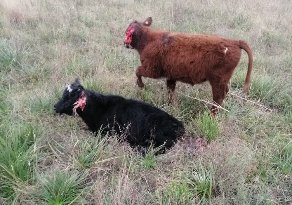 Los dos vacunos que al momento siguen vivos tras el ataque.