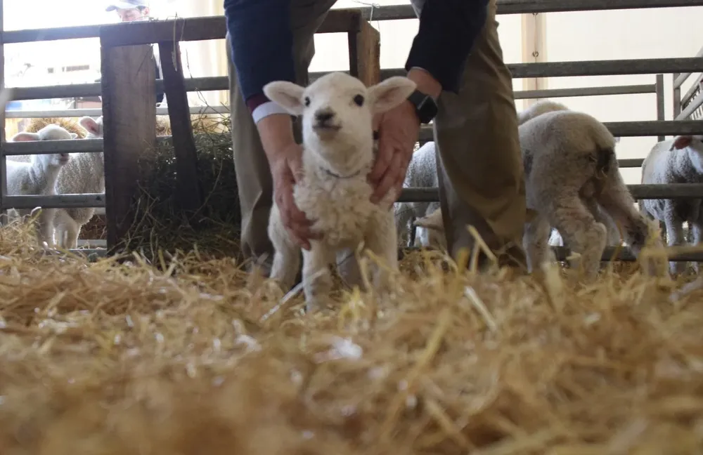 El cordero Luis Suárez tiene 20 días de vida.