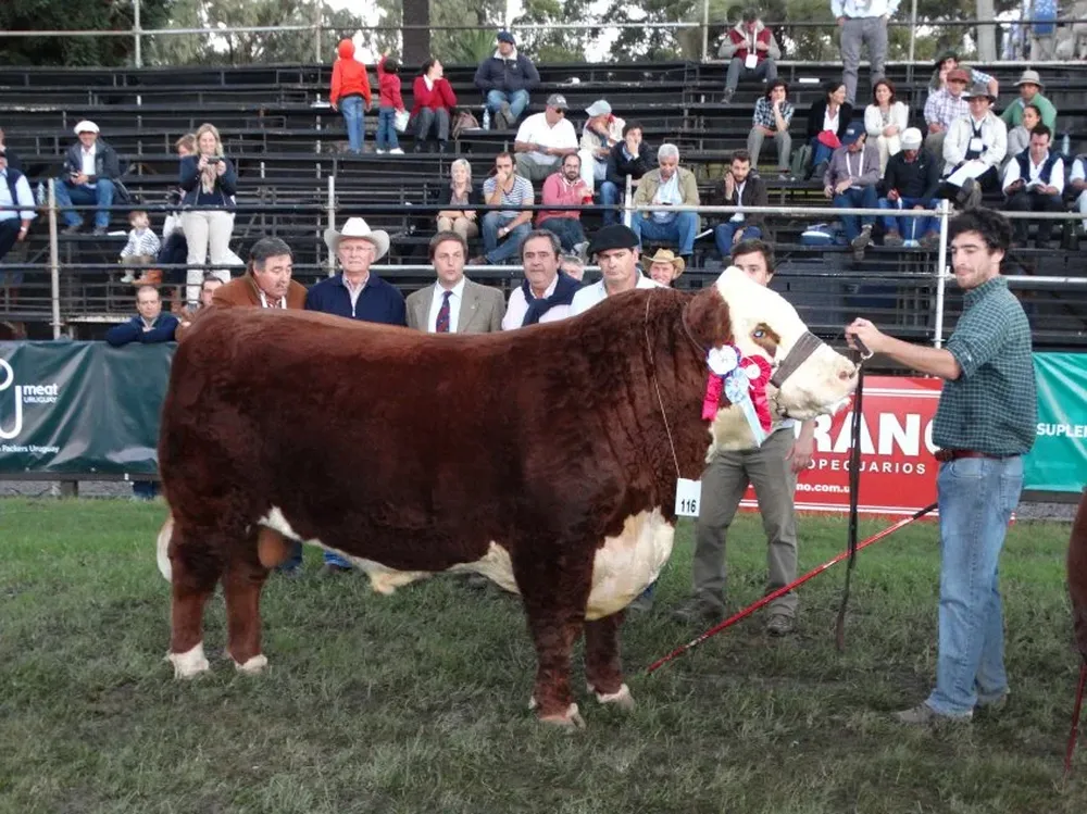 El Gran Campeón Polled Hereford en la jura realizada por Santiago Bordaberry.