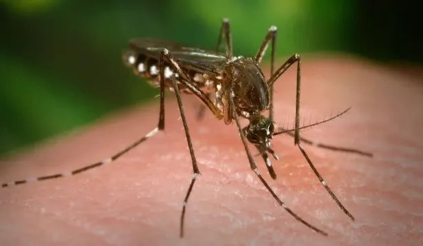 El mosquito Aedes aegypti puede transmitir el dengue, chikungunya, zika y fiebre amarilla