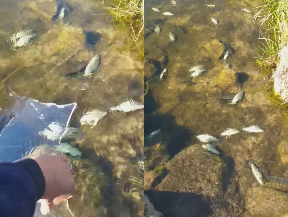 Peces congelados por la ola de frío