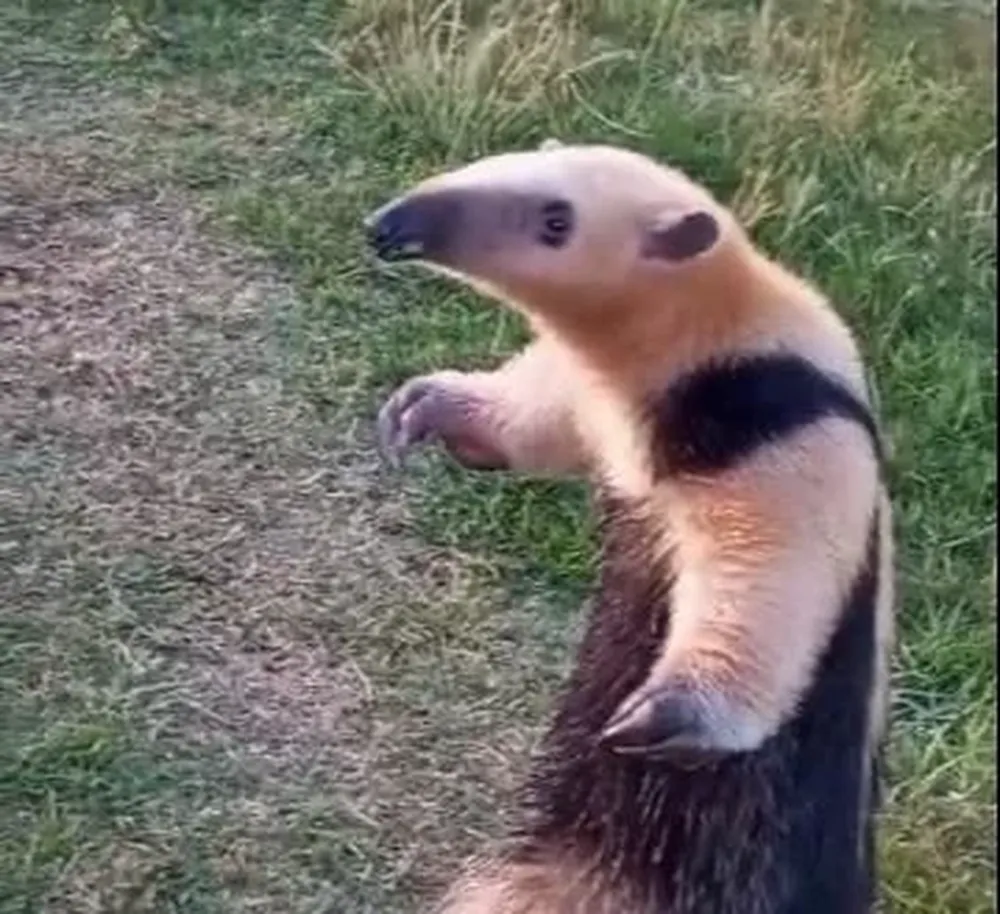 Oso hormiguero chico ó Tamandua