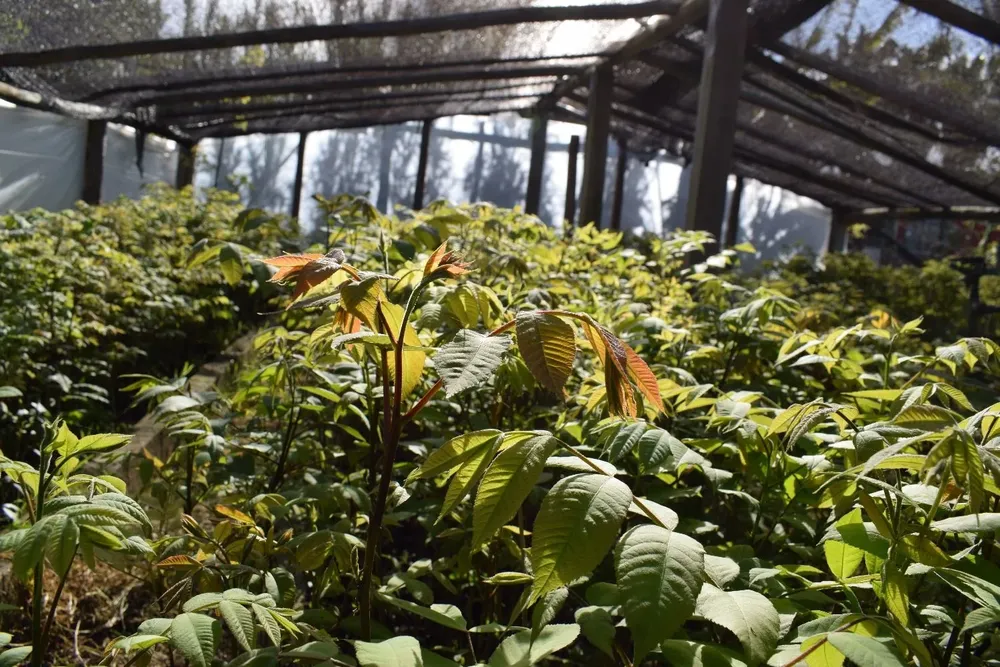 El vivero posee una alta producción para abastecer a diferentes emprendimientos.