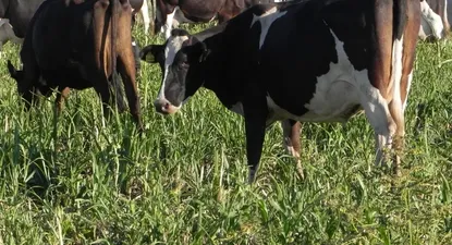 El Observador | Buen momento productivo del sector lechero