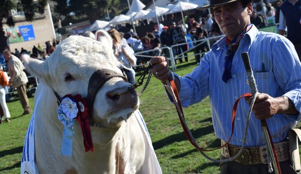 Rural del Prado: el Gran Campeón del Charolais en una jura histórica: la primera desde que falta El Mono José Jorge de Boismenú.