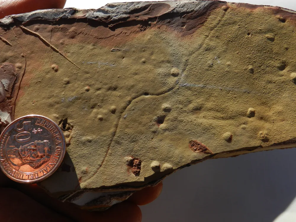 Traza clasificada como del género Gordia, que aparece en otras áreas de la Formación San Gregorio, en la zona de Tacuarí