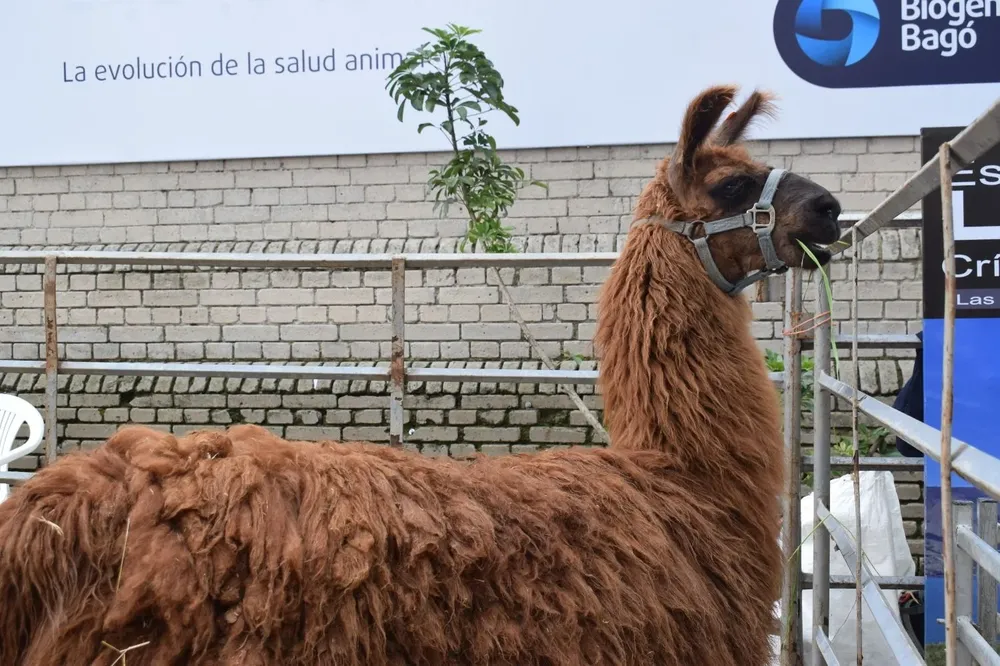 Son animales muy dóciles.