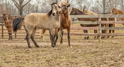 Uruguay posee solo tres complejos industriales donde hay faena de caballos para producir carne y exportarla.