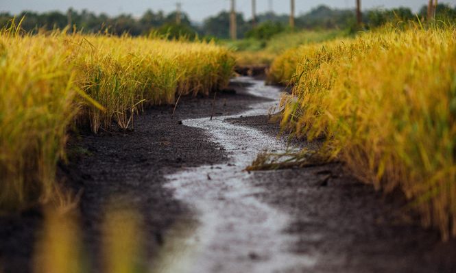 Productores arroceros en una situación que no les es extraña: obligados a obtener rendimientos récord.