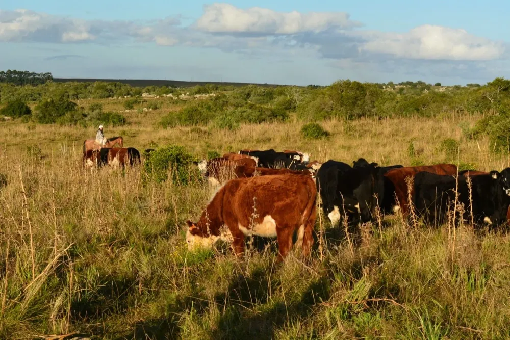 Cecilia Jones: El momento de pasar a la acción climática es ahora