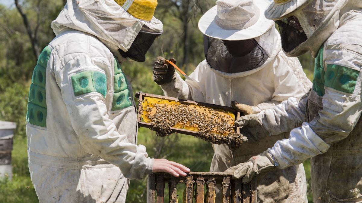 Productores apícolas podrán instalar sus colmenas en predios forestados por Montes del Plata