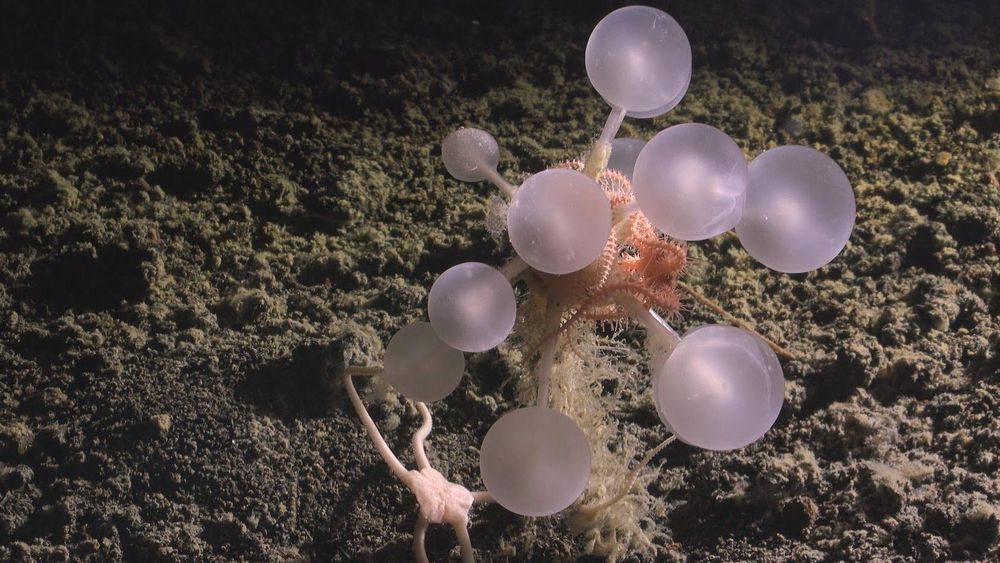 La esponja carnívora "bola de la muerte" fue descubierta cerca de las Islas Sandwich del Sur, en el océano Atlántico.