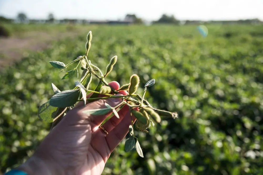 Argentina: producción de soja, uno de los rubros involucrados en la exigencia que perfila la Unión Europea.