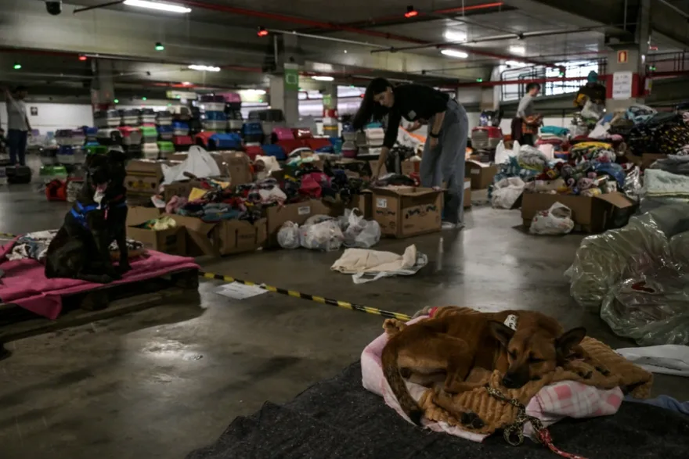 Refugio para animales por las inundaciones