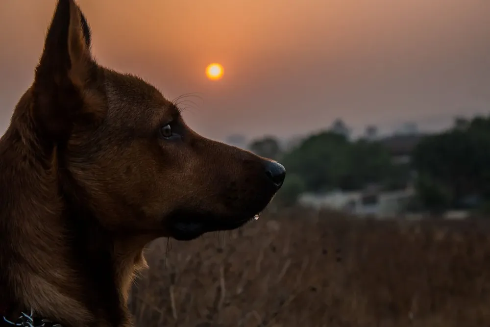 La cantidad de perros sin tenedores responsables es considerado un grave problema.