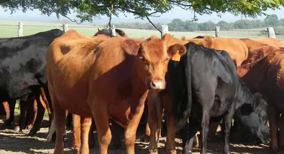 robo de 300 vacas termino con ocho empresarios imputados por la justicia