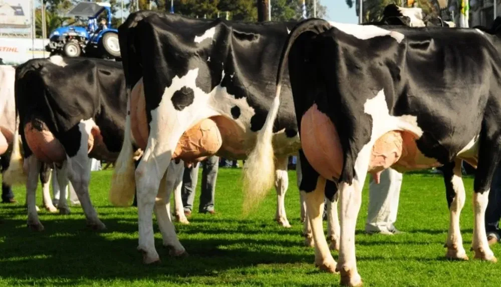 Una buena genética es pieza clave en el rodeo lechero