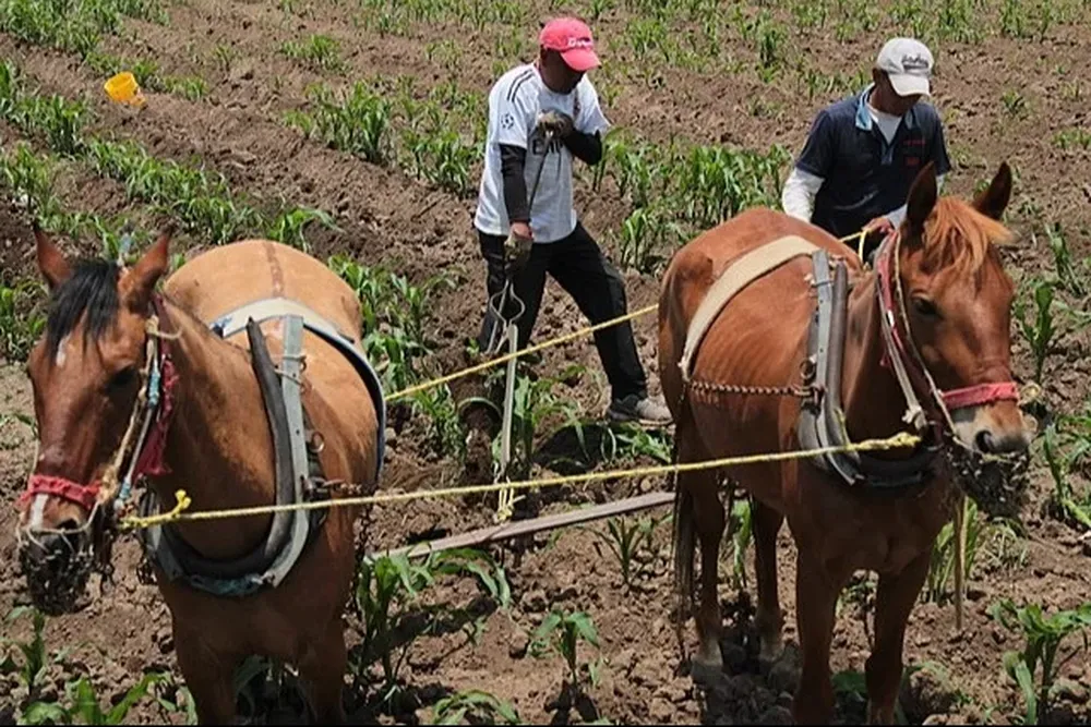 Los campesinos se armaron y se enfrentaron al poderoso grupo criminal.