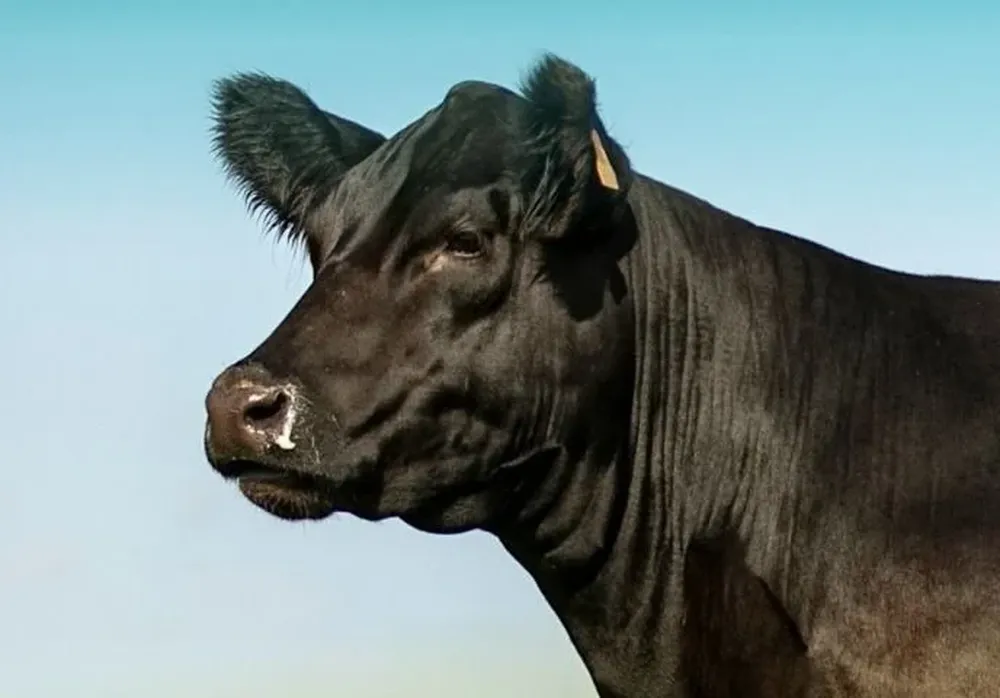 El remate empezará a la hora 20.