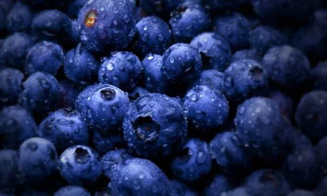 Los arándanos uruguayos a las puertas de ingresar a China