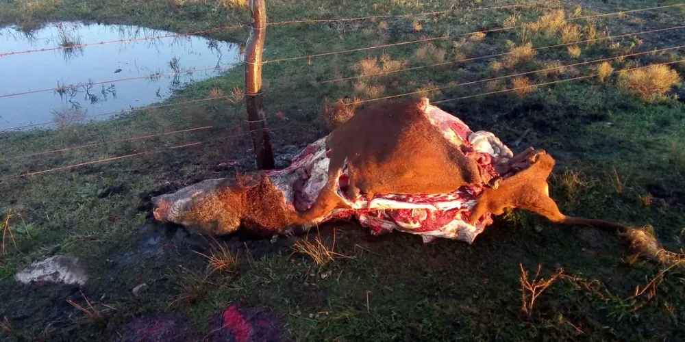 Al toro, de dos años de edad, le quitaron las paletas, los cuartos y los lomos.