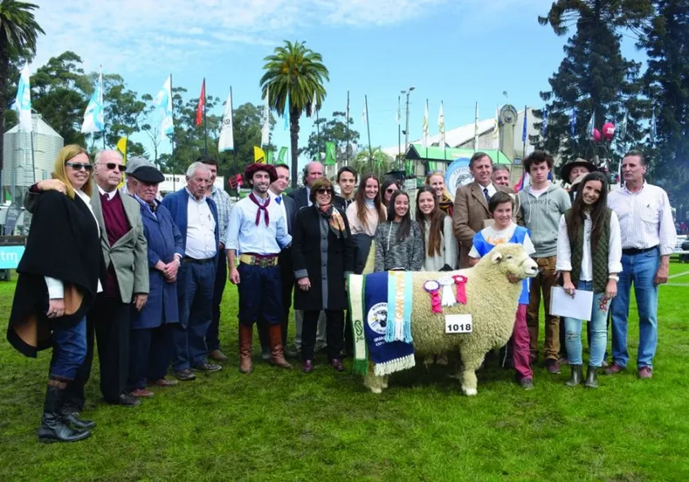 El Gran Campeón PI Romney Marsh fue expuesto por cabaña Los Charrúas