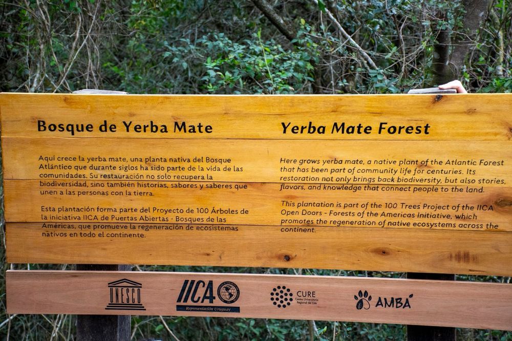 Plantación de árboles de yerba mate.