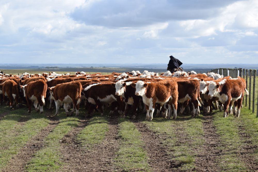 Bovinos: el rodeo uruguayo se sostiene desde hace varios años por encima de los 11 millones de cabezas.