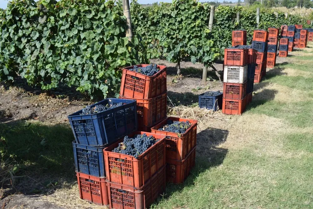 Campo con viñedos, próximo a la ruta 5, en Canelones.
