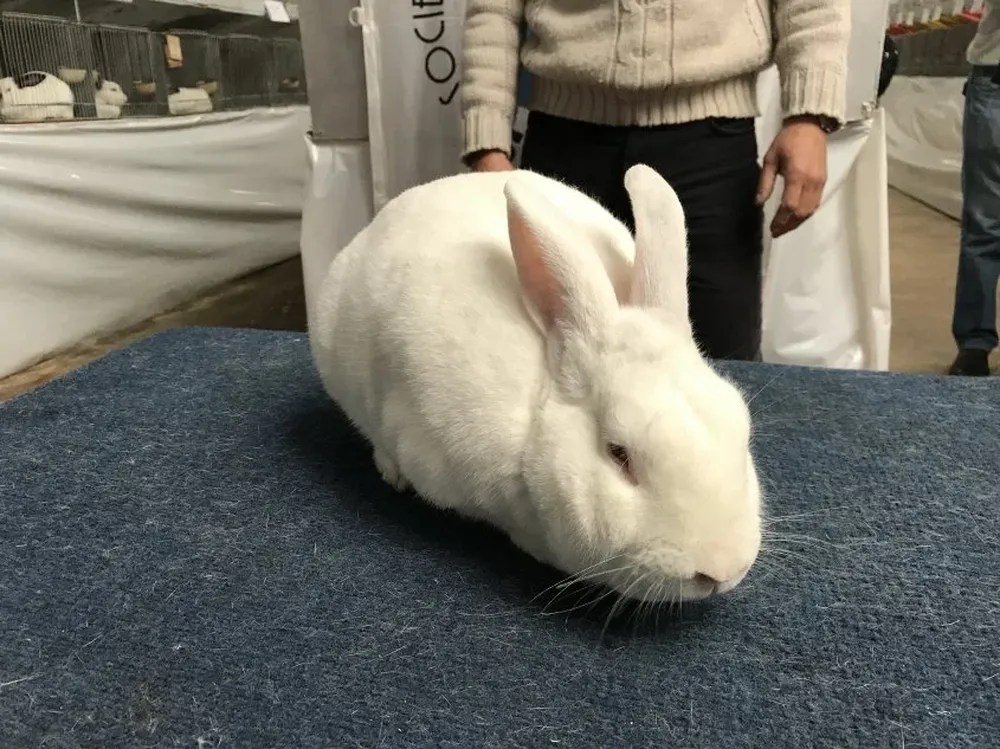 El conejo ganador de la cocarda máxima en la Expo Prado 2017.