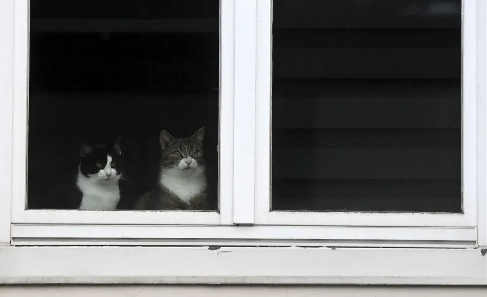 Mascotas dieron positivo de coronavirus