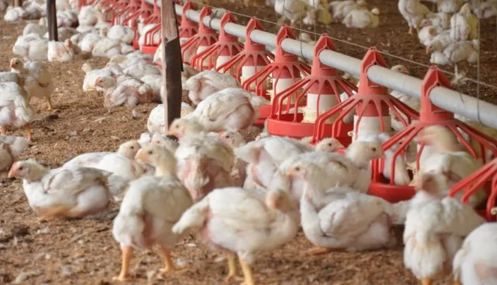 Los avicultores urgen por nuevos mercados para colocar sus producciones